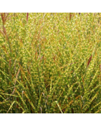 Miscanthus Gold Breeze