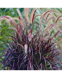 Pennisetum Rubrum Herbe Aux Écouvillons Pourpres