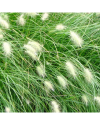 Pennisetum Villosum Herbe Aux Écouvillons Hérissé