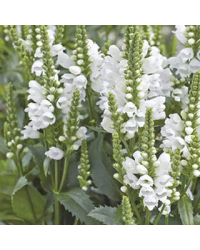 Physostegie Crystal Peak White
