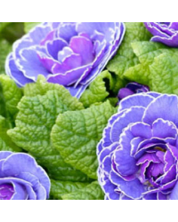 Primevere Belarina Amethyst Ice