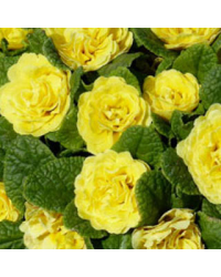 Primevere Belarina Buttercup Jaune