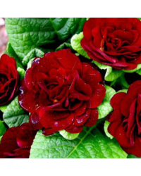Primevere Belarina Valentine