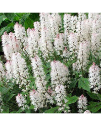 Tiarella Spring Symphony