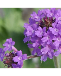 Verveine Venosa Deep Lilac