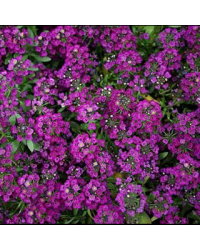 Alysse Maritime Purple Crystals