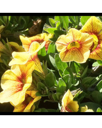 Calibrachoa Aloha Kona Pineapple 2016