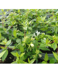 Abelia Kaleidoscope