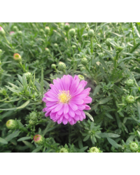 Aster Astral Calypso