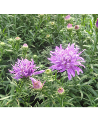 Aster Astral Triton