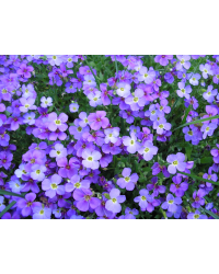 Aubrietes Gracilis Kitte Blue