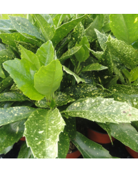 Aucuba