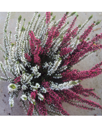 Bruyère Calluna Bicolore Pot de 11cm