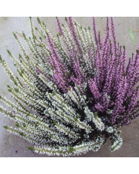 Lot de 5 Bruyères Garden Bicolore Pot de 12cm