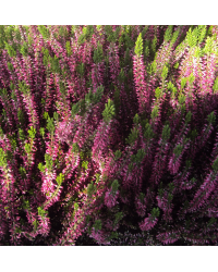 Bruyère Calluna Garden Girls Pot de 11cm