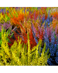 Bruyère Calluna Teintée Pot de 10,5cm