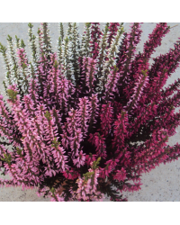 Bruyère Calluna Tricolore Pot de 13cm