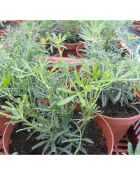 Choisya Ternata White Dazzler