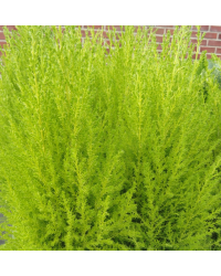 Cupressus Goldcrest pot de 12cm