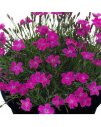 Dianthus Kahori