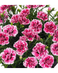 Dianthus Sunflor Esta