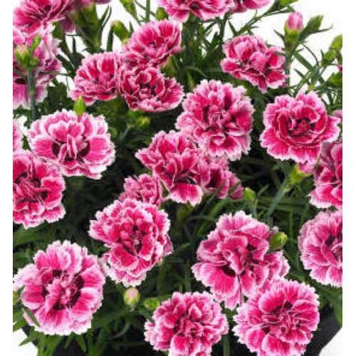 Dianthus Sunflor Esta