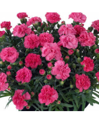 Dianthus Sunflor Vivre