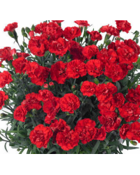 Dianthus Sunflor Vulcano