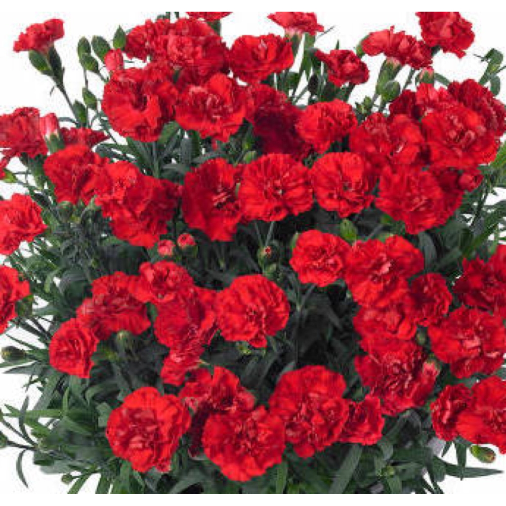 Dianthus Sunflor Vulcano
