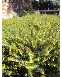Bruyère Erica Darleyensis Blanche