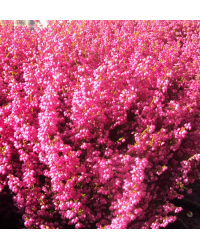 Bruyère vivace Erica Gracilis