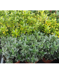 Euonymus Mélange