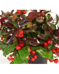 Gaultheria