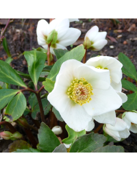 Helleborus Niger