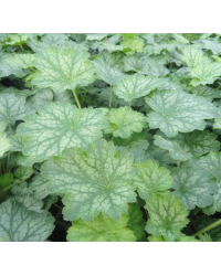 Heuchere Little Cuties Peppermint