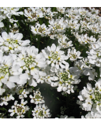 Iberis Sempervirens Snow Cone