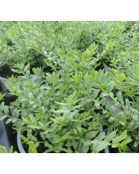 Lonicera Lemon Queen