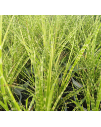 Miscanthus Sinensis Gold Bar