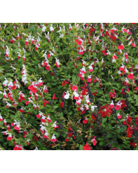 Sauge Greggii Hot Lips Rouge et blanc