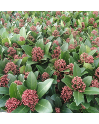 Skimmia Japonica vivace rouge