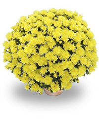 Petit Chrysanthème jaune citron