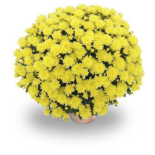 Petit Chrysanthème jaune citron