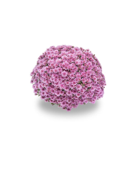 Petit Chrysanthème Rose