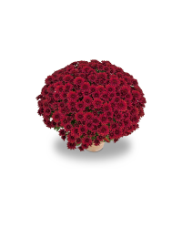 Petit Chrysanthème rouge bordeau