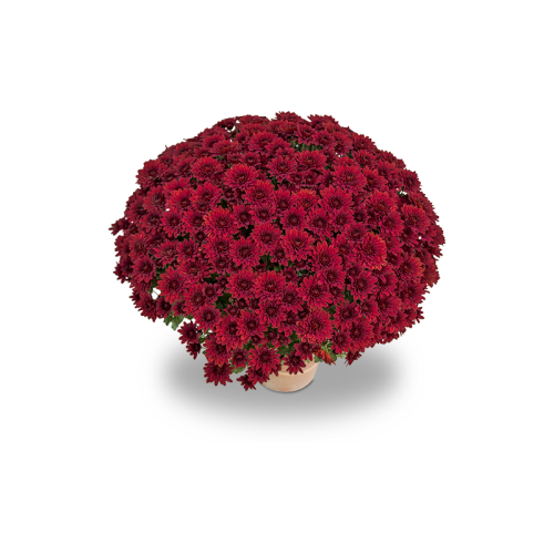 Petit Chrysanthème rouge bordeau