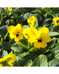 Pensée Viola Sorbet xp jaune à macules