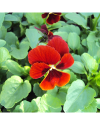 Pensée Viola Callisto f1 rouge à macules