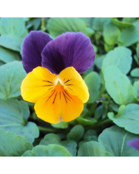 Pensée Viola Callisto f1 orange à ailes violettes