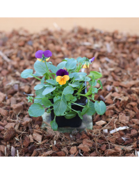 Pensée Viola Callisto f1 orange à ailes violettes