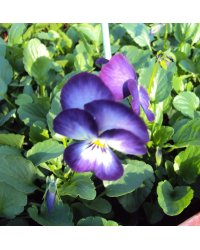 Pensée Viola Ultima radiance violet picot